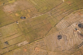 An expansive aerial view of agricultural fields divided into various rectangular and terraced plots. The landscape features different shades of green and brown, with a few scattered structures and small dark patches possibly representing ponds or burn areas.
