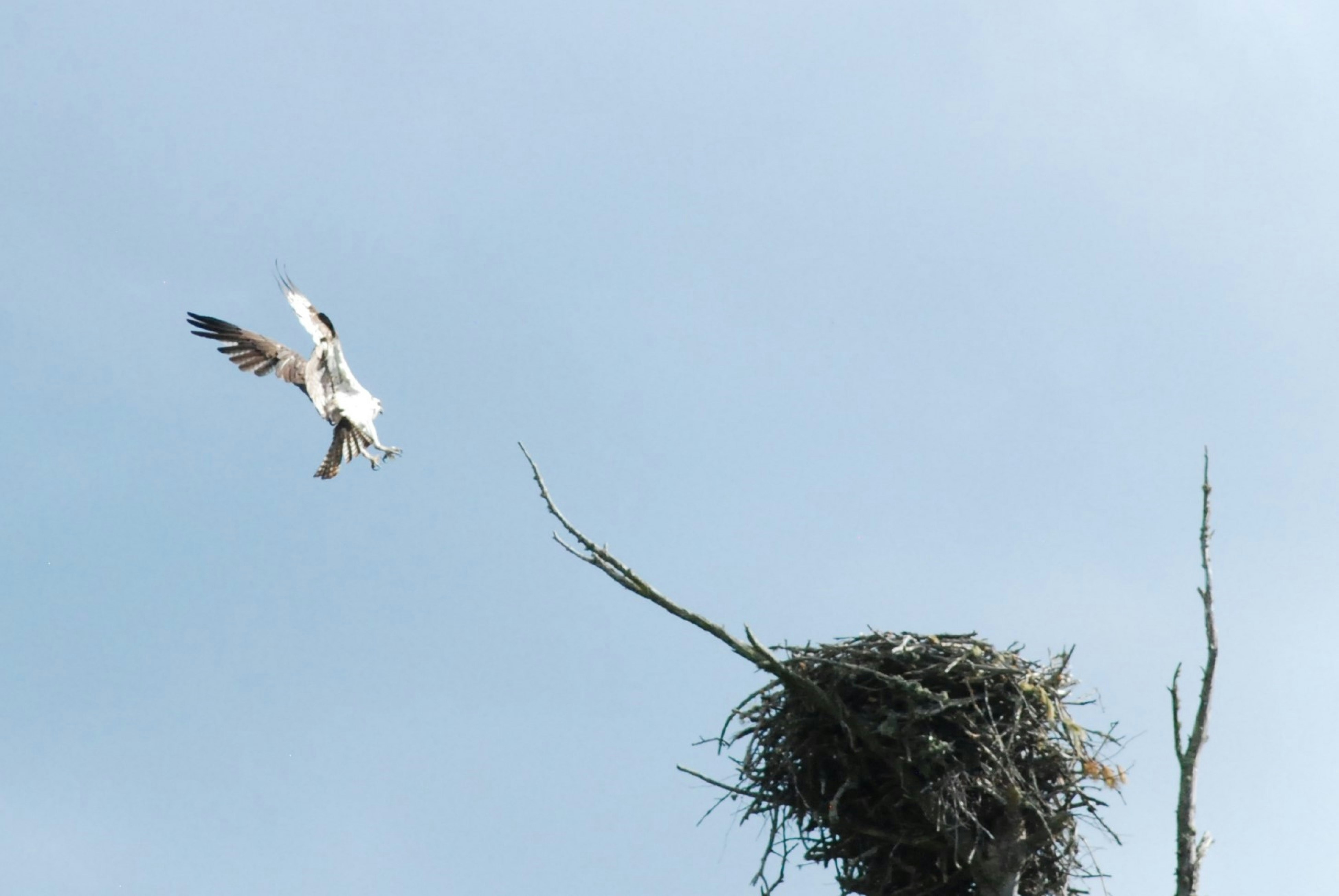 un oiseau volant au-dessus d’un nid au sommet d’un arbre