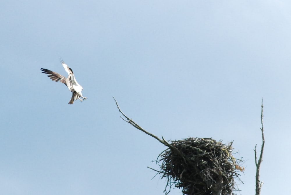 a bird flying over a nest on top of a tree