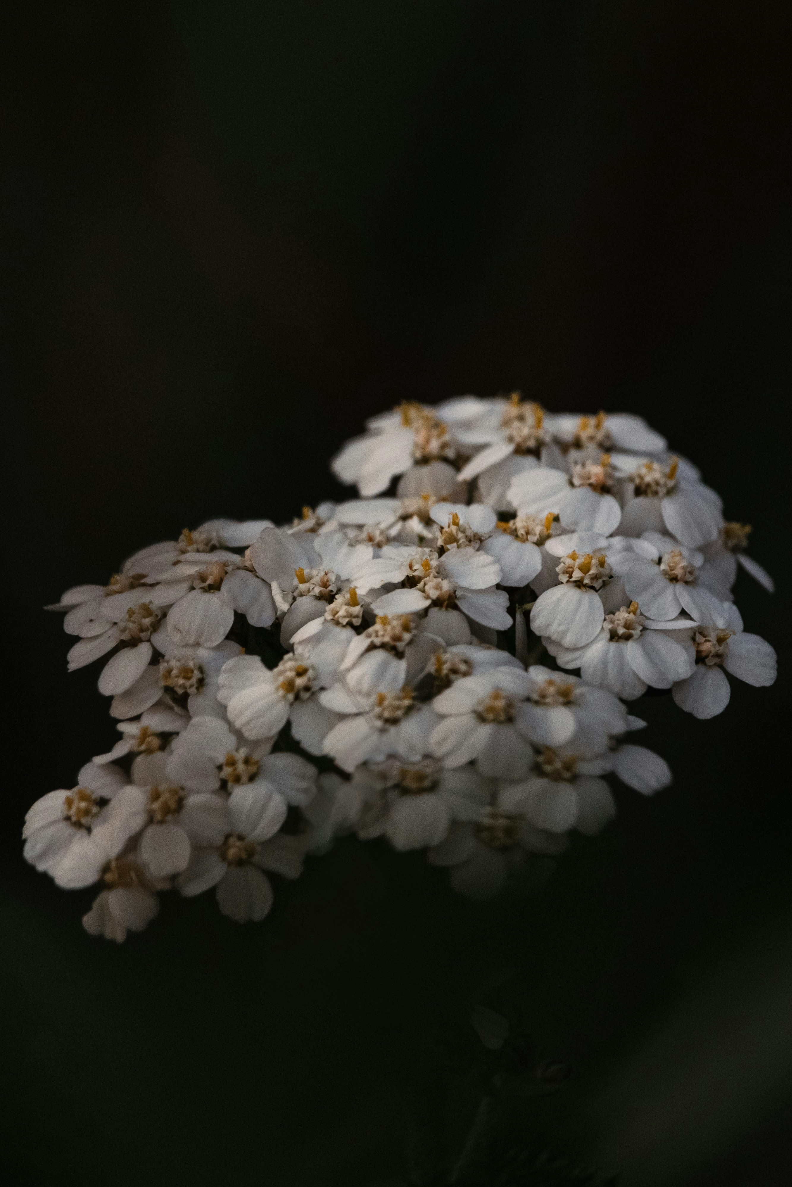 Photo by kaydenwilliam