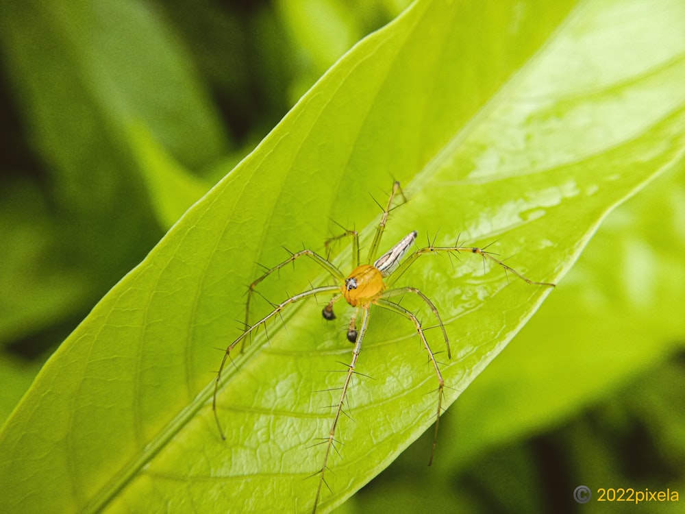 a close up of a spider on a green leaf