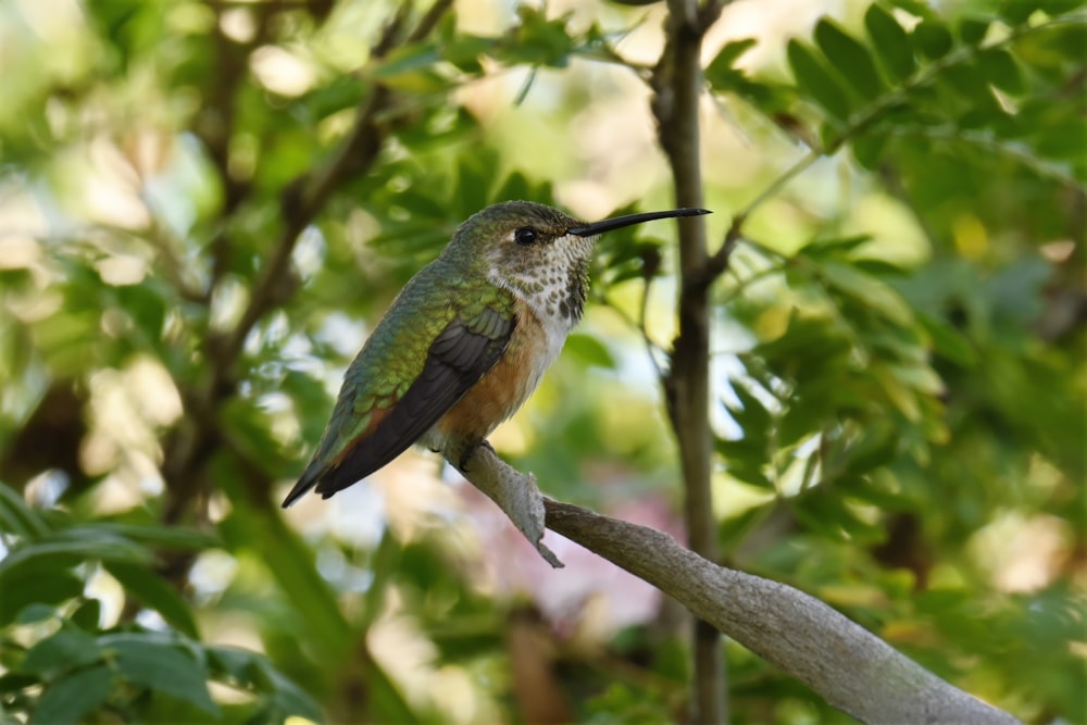 a hummingbird perched on a branch in a tree