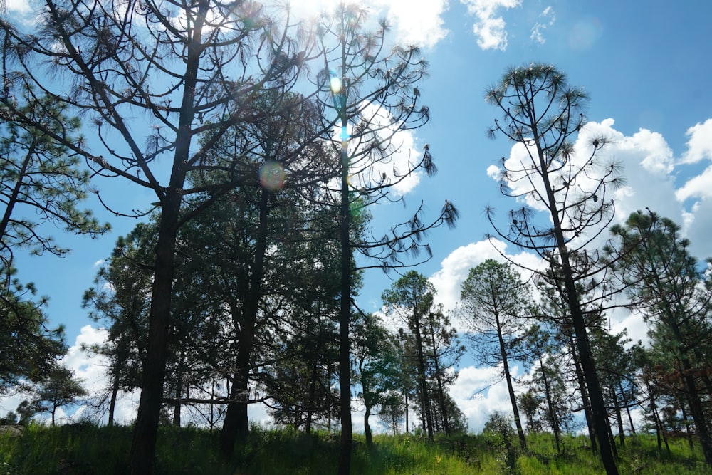 the sun shines through the trees in the forest