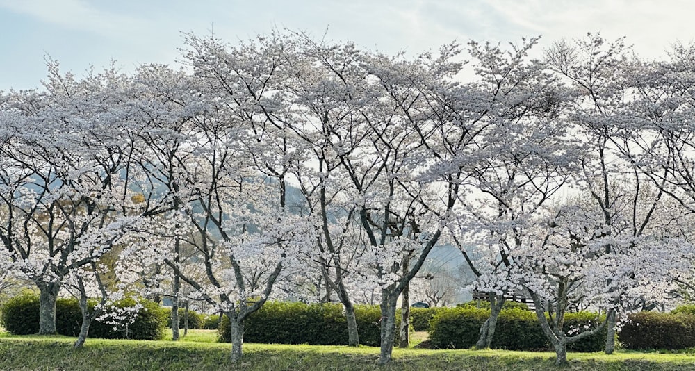 a group of trees with white flowers in a park