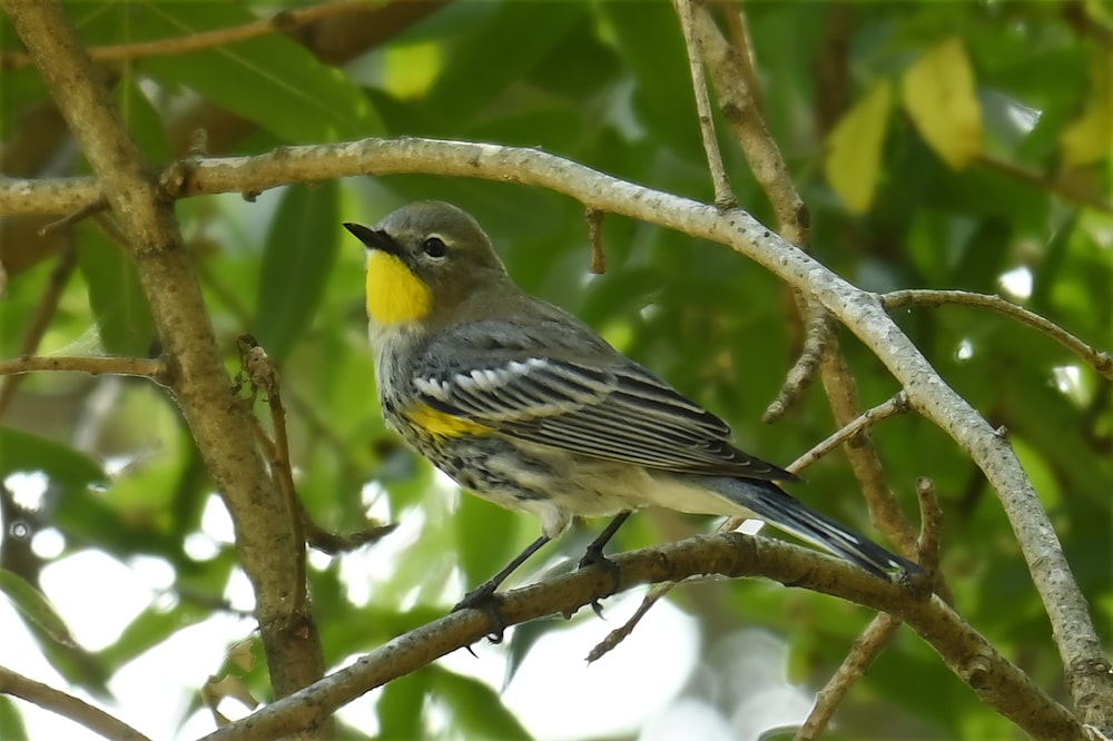 a small bird perched on a tree branch