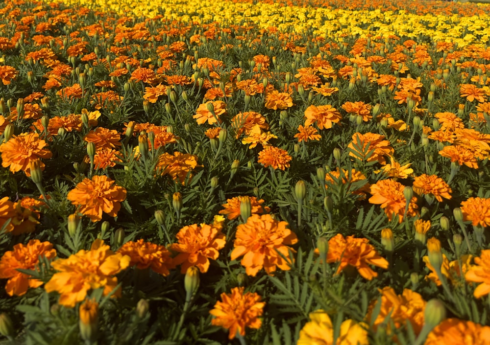 um campo cheio de flores amarelas e alaranjadas