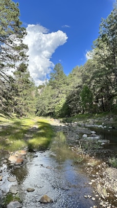 a stream running through a forest filled with lots of trees