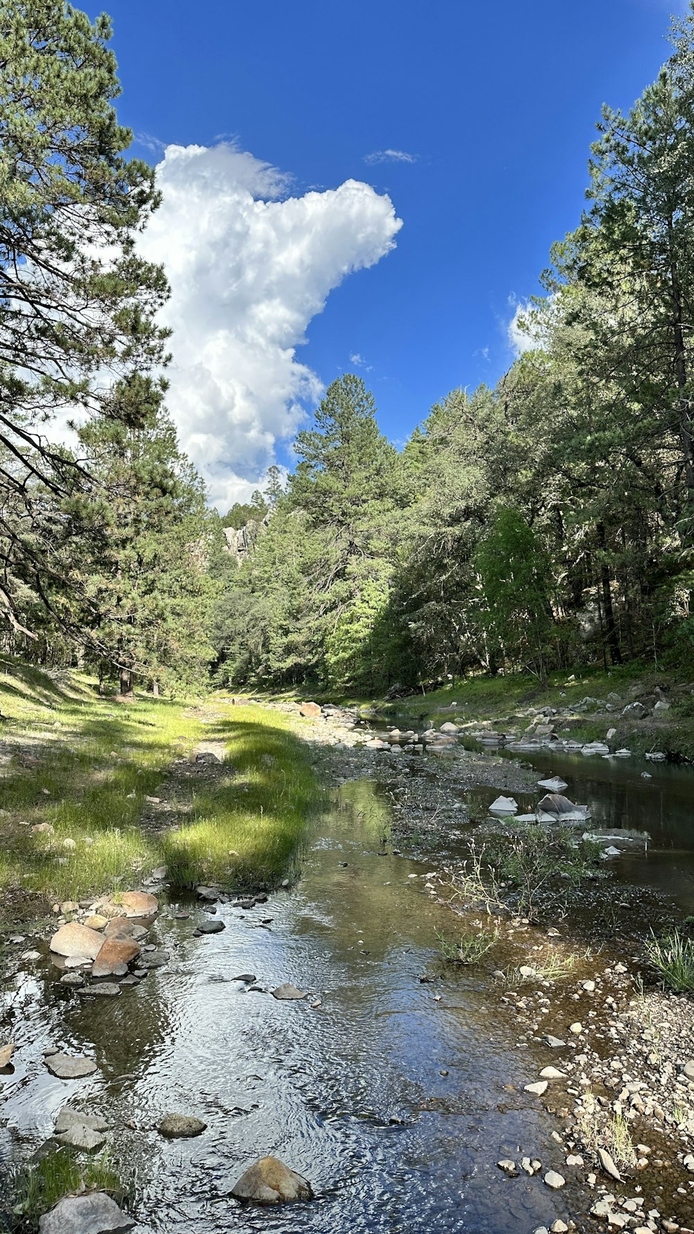 a stream running through a forest filled with lots of trees