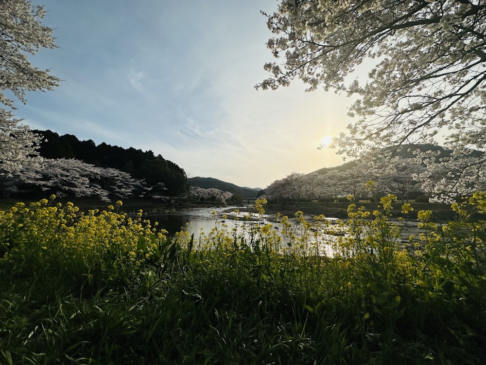 the sun shines through the trees over the water