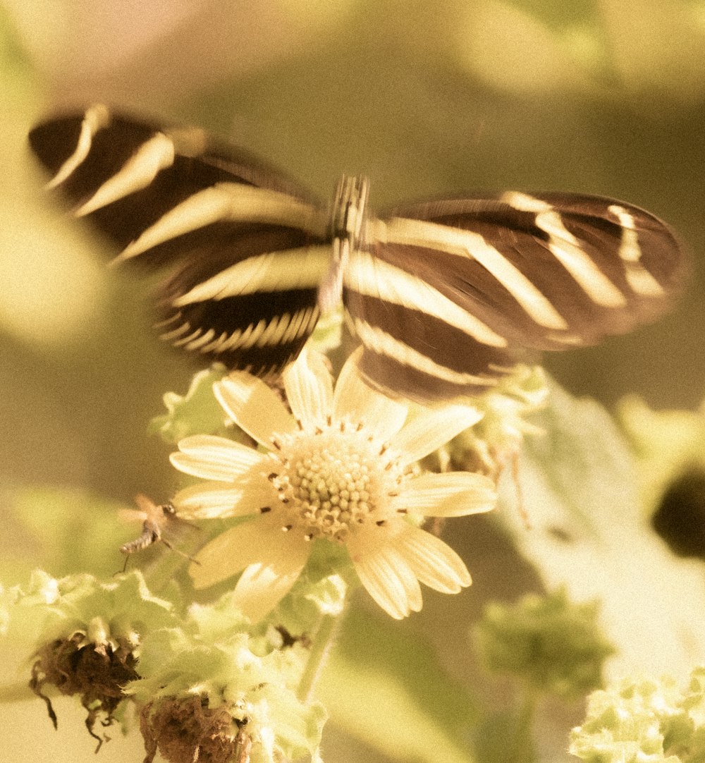 a close up of a butterfly on a flower