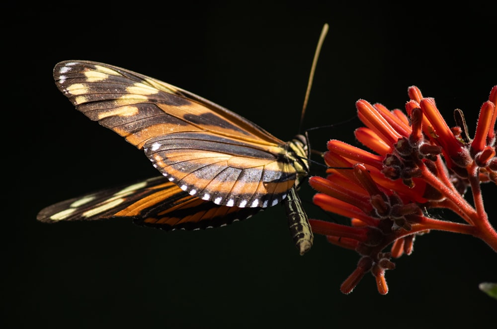 a close up of a butterfly on a flower