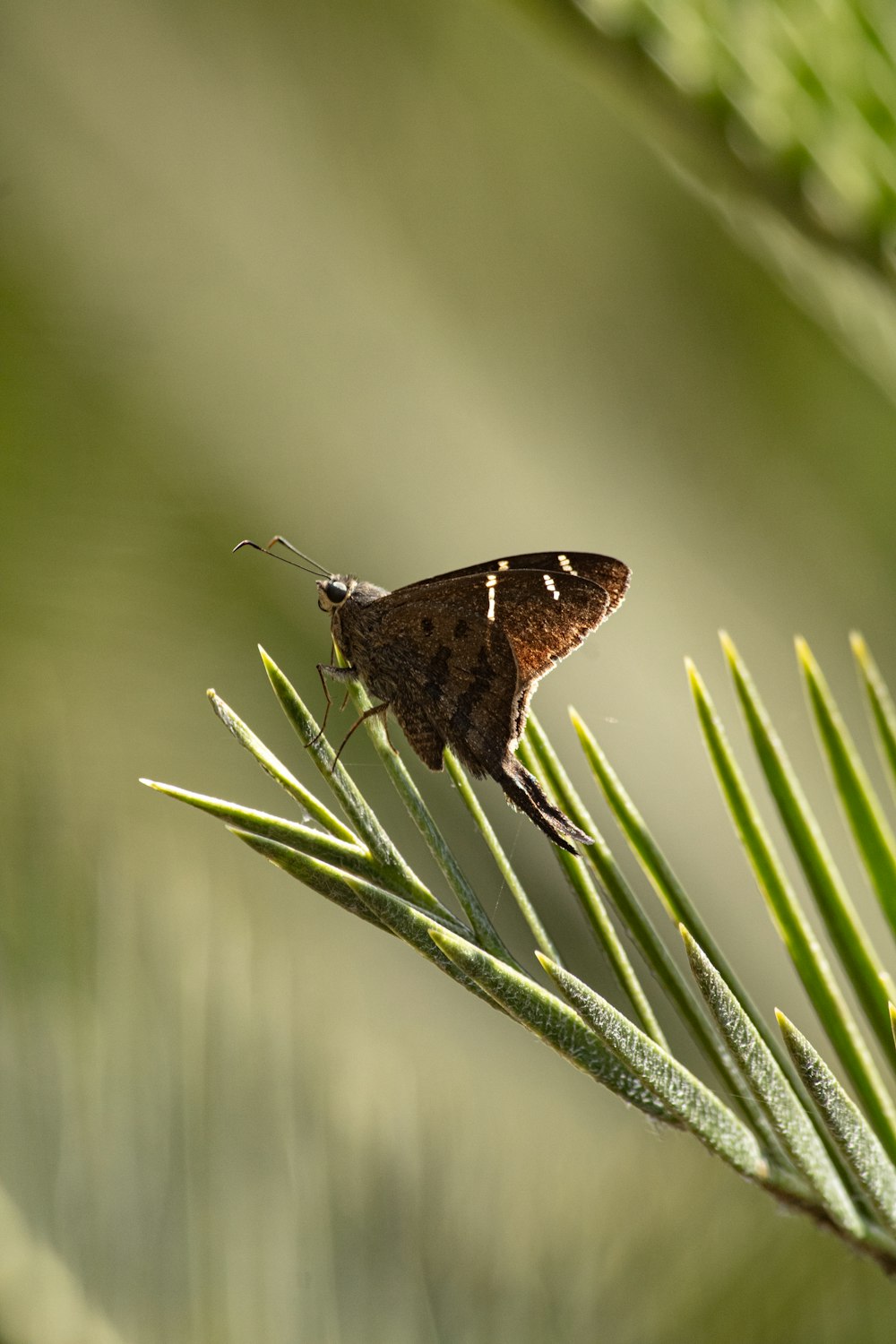 a brown and white butterfly sitting on top of a green plant