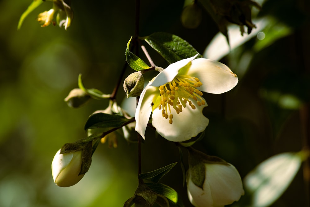 a close up of a flower on a tree