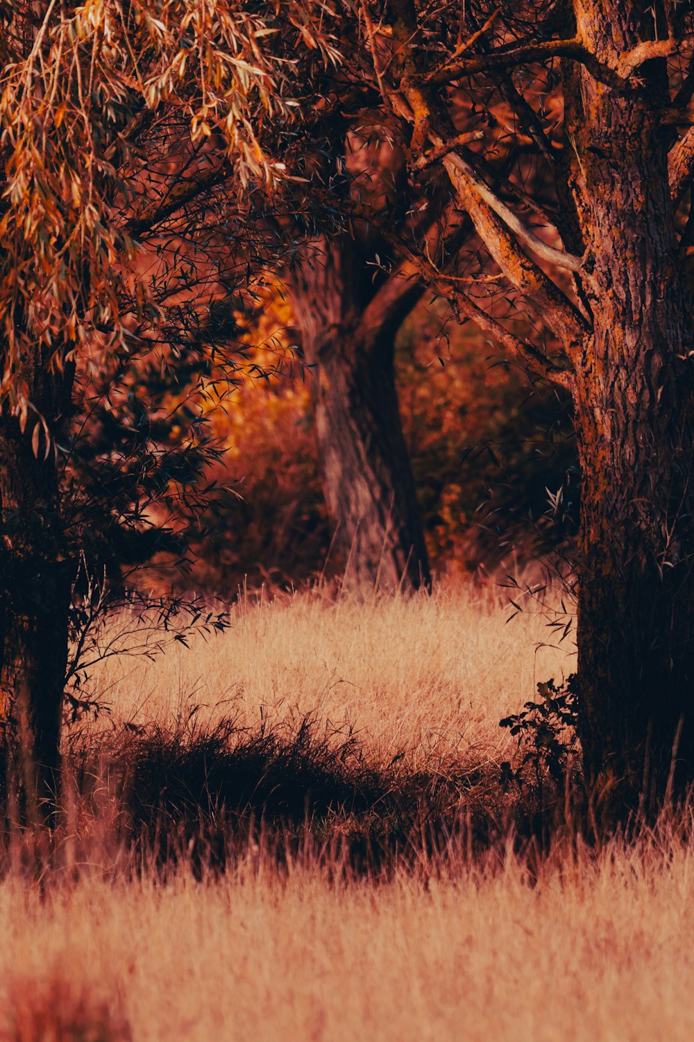 a field with tall grass and trees in the background