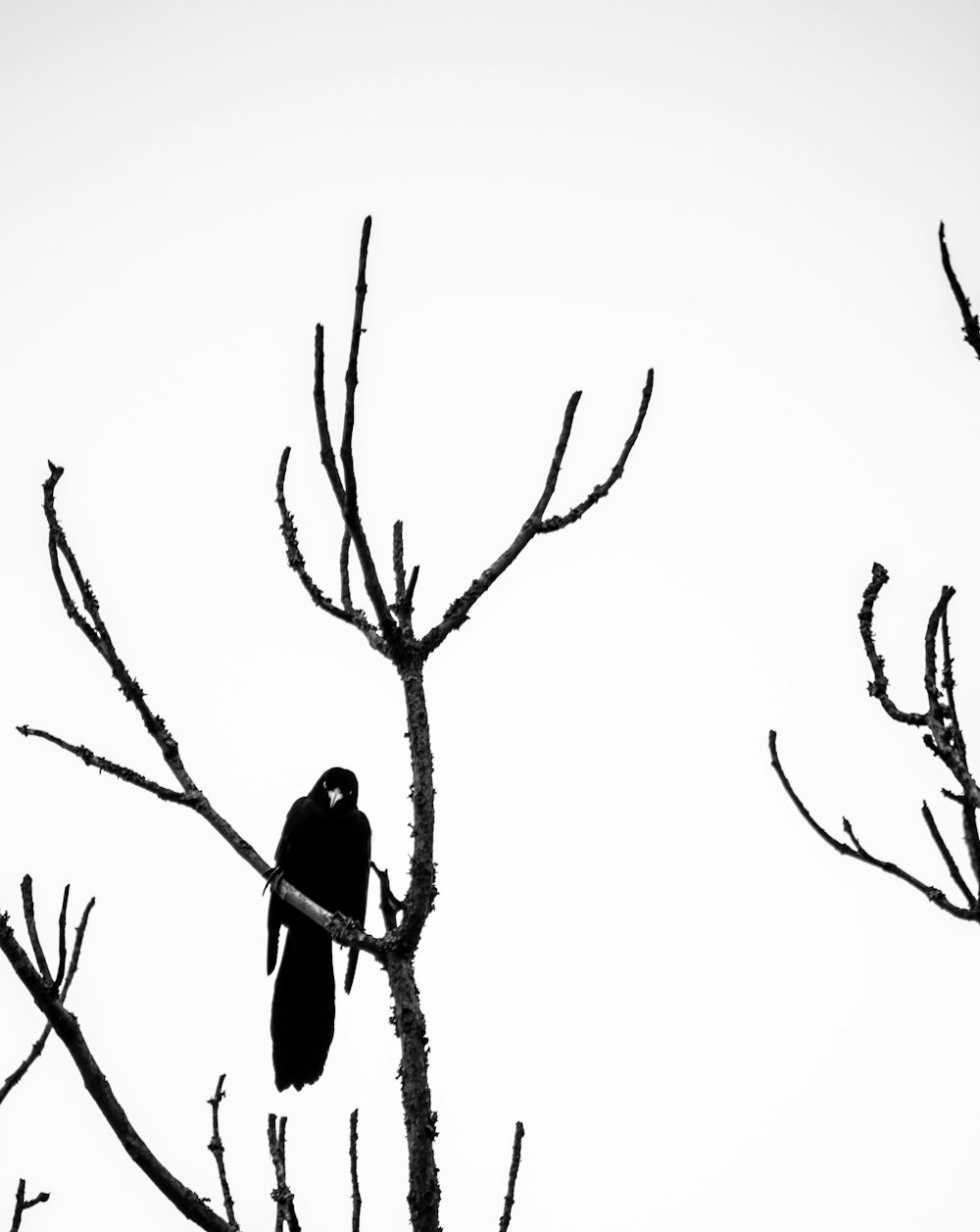 나무에 있는 새의 흑백 사진