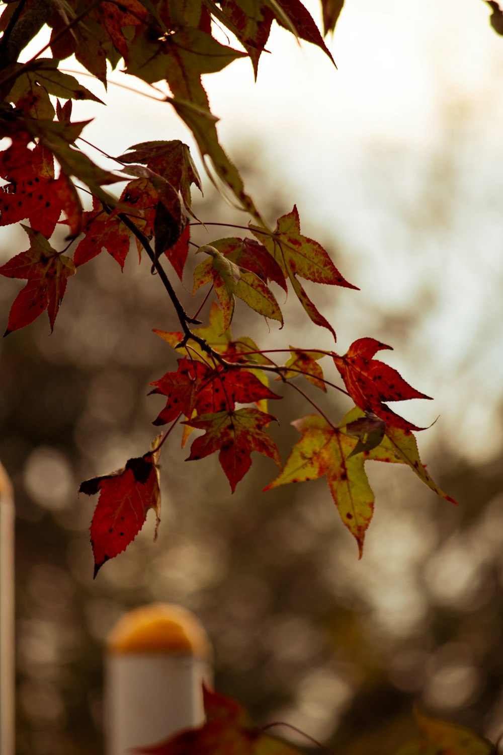 a close up of a tree with red leaves