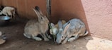 Three rabbits are gathered on a concrete floor in the corner of an enclosure. Two of them, with grey fur and long ears, are nibbling on a green plant. A smaller white rabbit can be seen partially hidden behind them. Some rabbit droppings are scattered around, and a metal bowl is visible in the background.