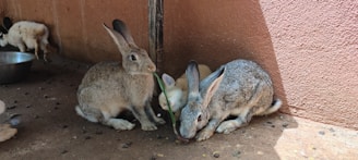 Three rabbits are gathered on a concrete floor in the corner of an enclosure. Two of them, with grey fur and long ears, are nibbling on a green plant. A smaller white rabbit can be seen partially hidden behind them. Some rabbit droppings are scattered around, and a metal bowl is visible in the background.