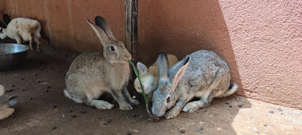 Three rabbits are gathered on a concrete floor in the corner of an enclosure. Two of them, with grey fur and long ears, are nibbling on a green plant. A smaller white rabbit can be seen partially hidden behind them. Some rabbit droppings are scattered around, and a metal bowl is visible in the background.