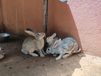 Three rabbits are nestled together in a corner, with two grey rabbits flanking a white rabbit. They are sitting on a rough concrete floor next to a textured peach-colored wall. A metal bowl is partially visible to the side, and there are scattered droppings on the ground.