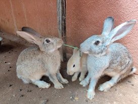 Three rabbits are sitting close together on a dirt floor near a textured brown wall. Two rabbits have a grayish-brown fur while the third one, nestled between them, is lighter in color. The rabbits have upright ears and one of the larger rabbits is holding a piece of green grass in its mouth.