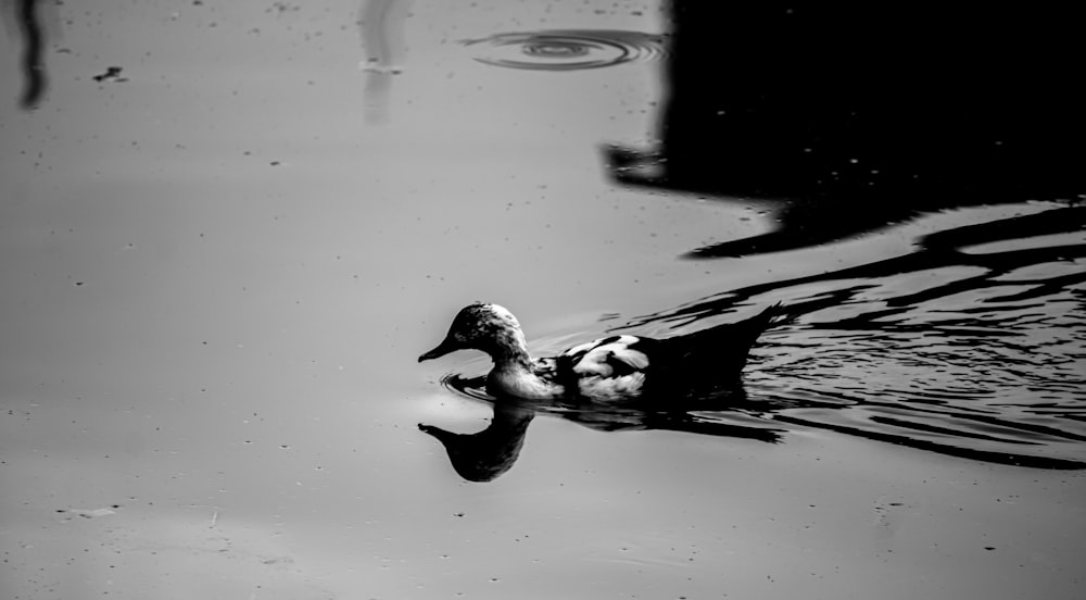 a duck floating on top of a body of water