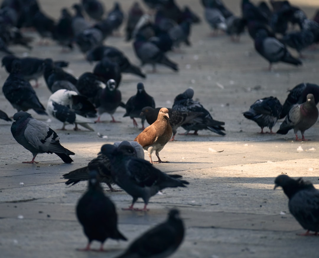 a flock of birds standing on top of a cement ground