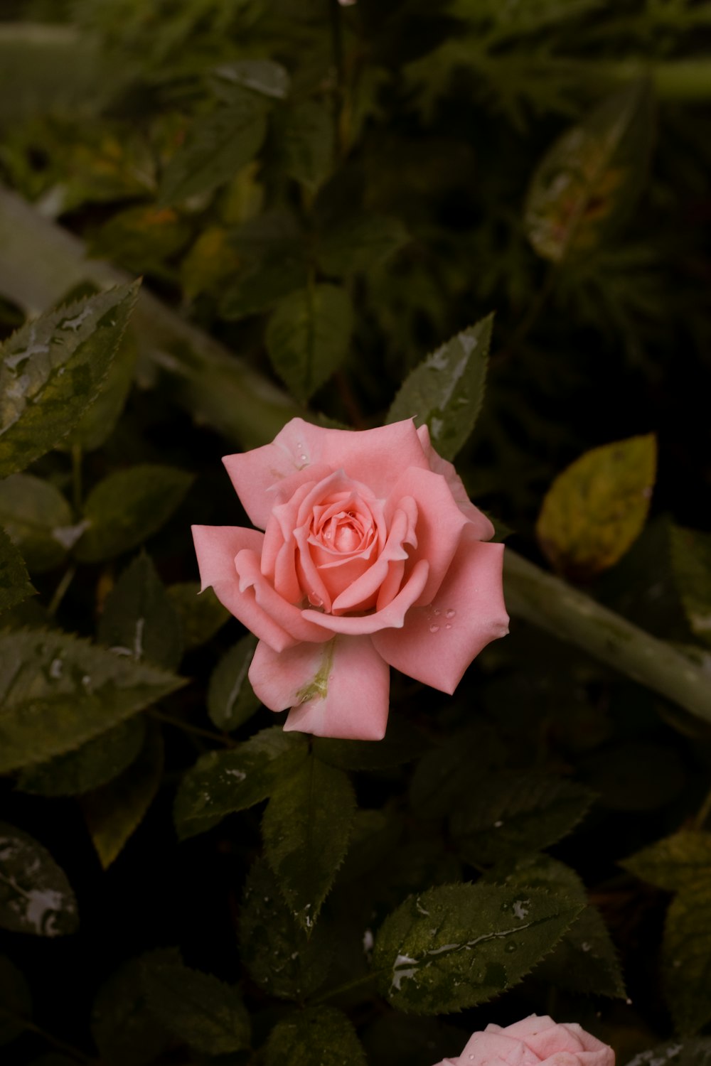 a single pink rose in the middle of a bush