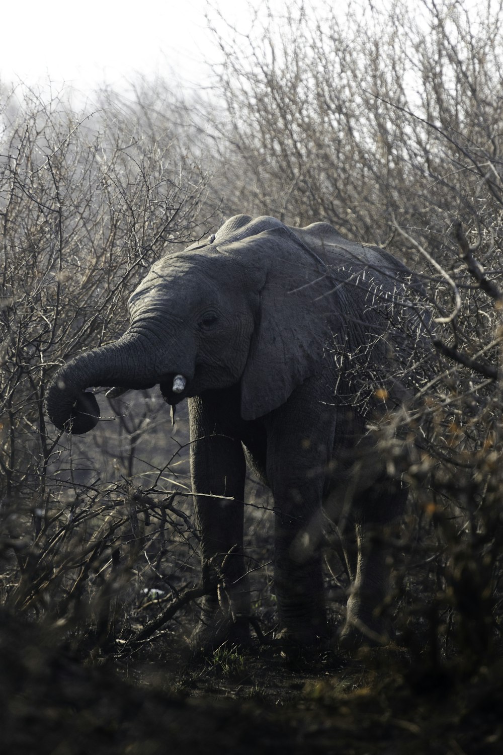 an elephant standing in the middle of a forest