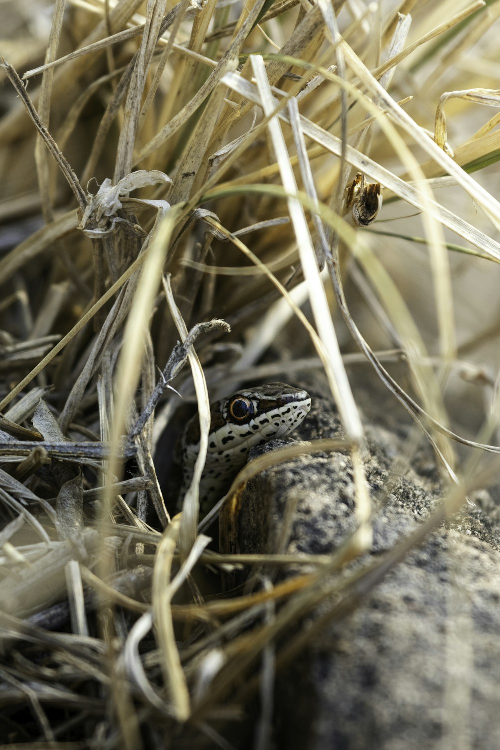 a close up of a frog in the grass