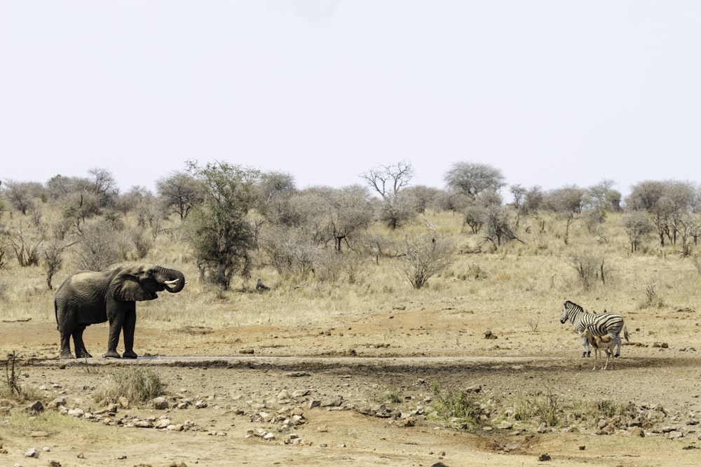 an elephant and a zebra standing in a field