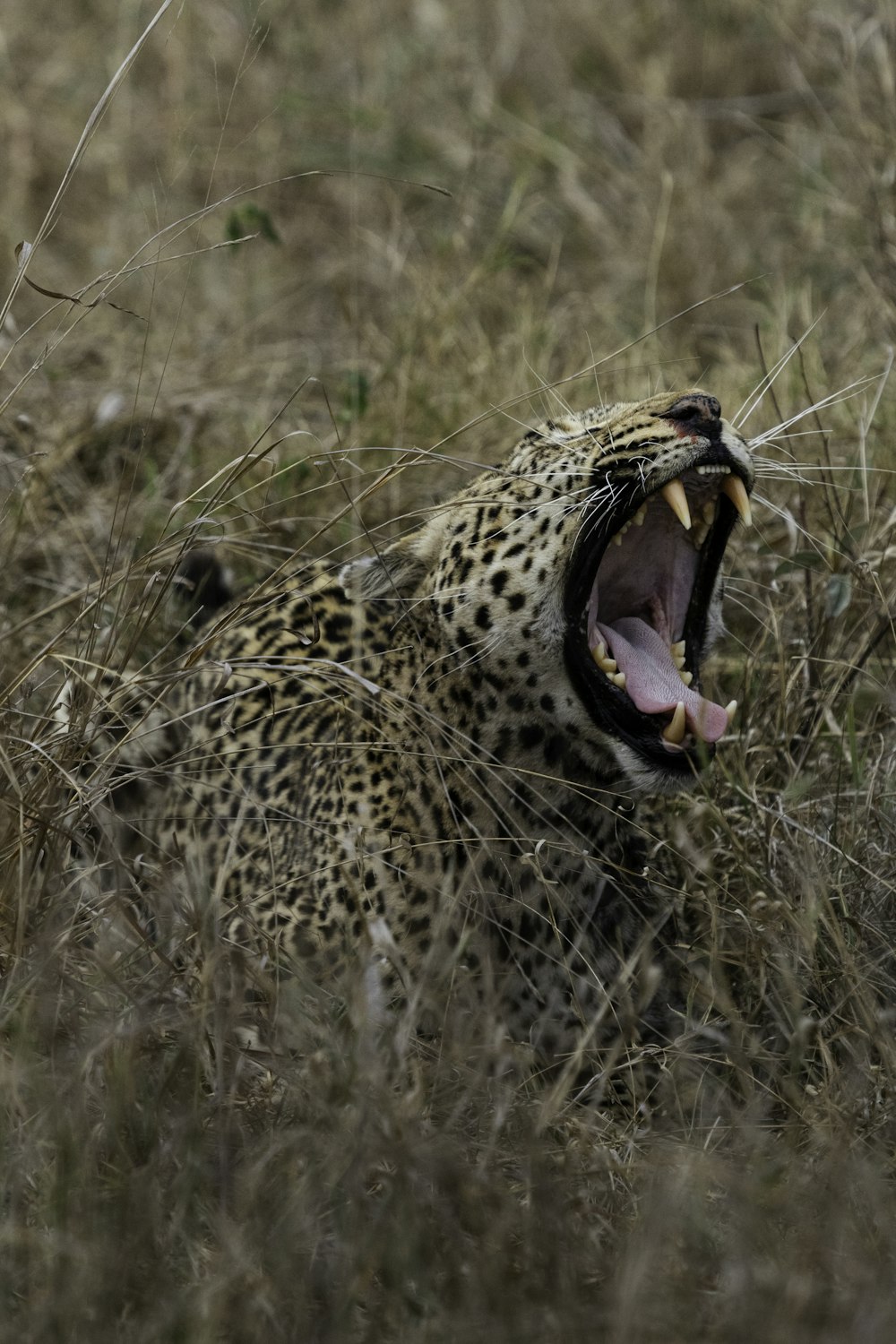 a cheetah yawns in a field of tall grass