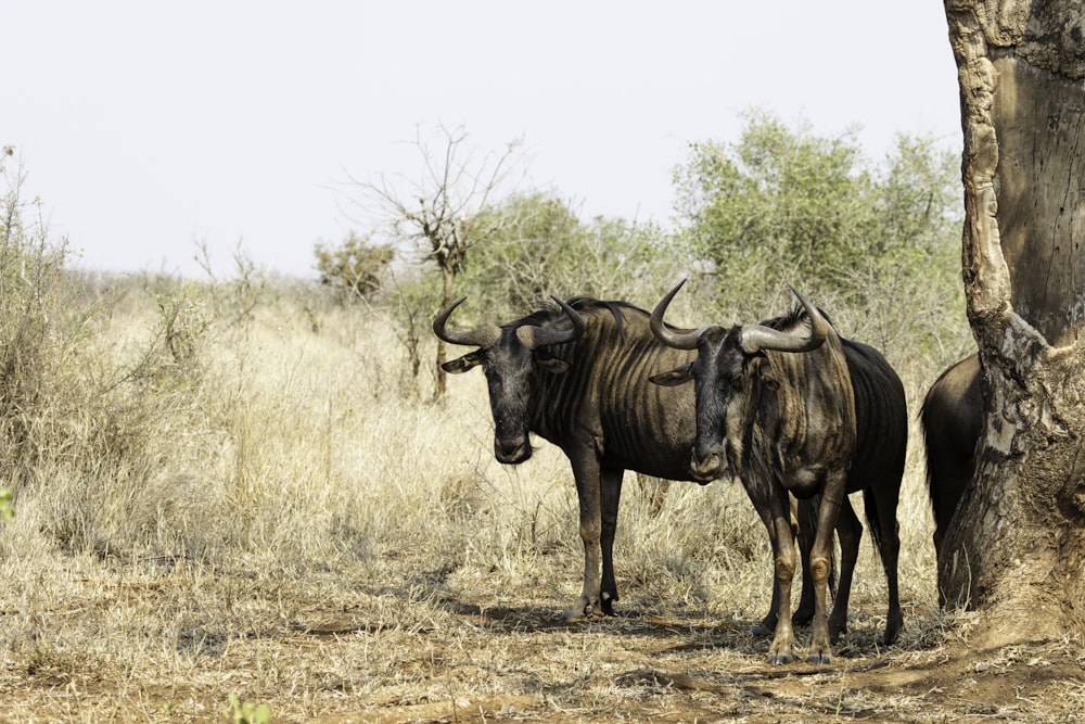 a couple of animals standing next to a tree