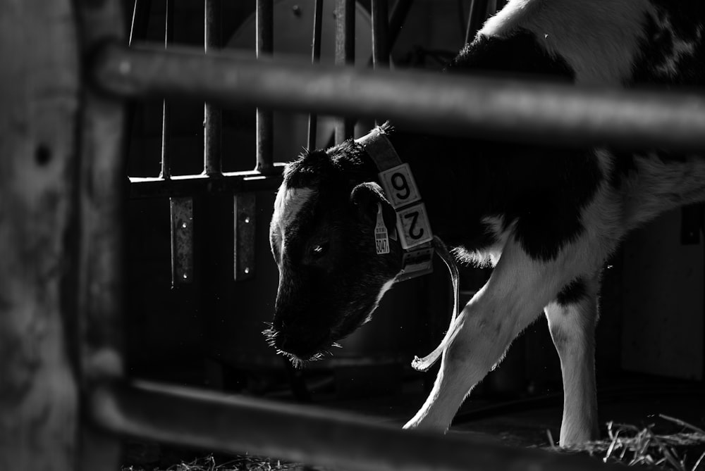 une photo en noir et blanc d’une vache dans un enclos