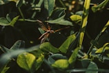 A close-up view of a long-legged insect sitting on a broad green leaf. The surroundings are filled with lush green vegetation, with some leaves casting shadows. The insect's body is slender, with translucent wings spread out, and long antennae reaching forward.