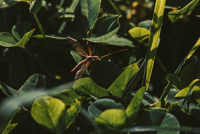 A close-up view of a long-legged insect sitting on a broad green leaf. The surroundings are filled with lush green vegetation, with some leaves casting shadows. The insect's body is slender, with translucent wings spread out, and long antennae reaching forward.