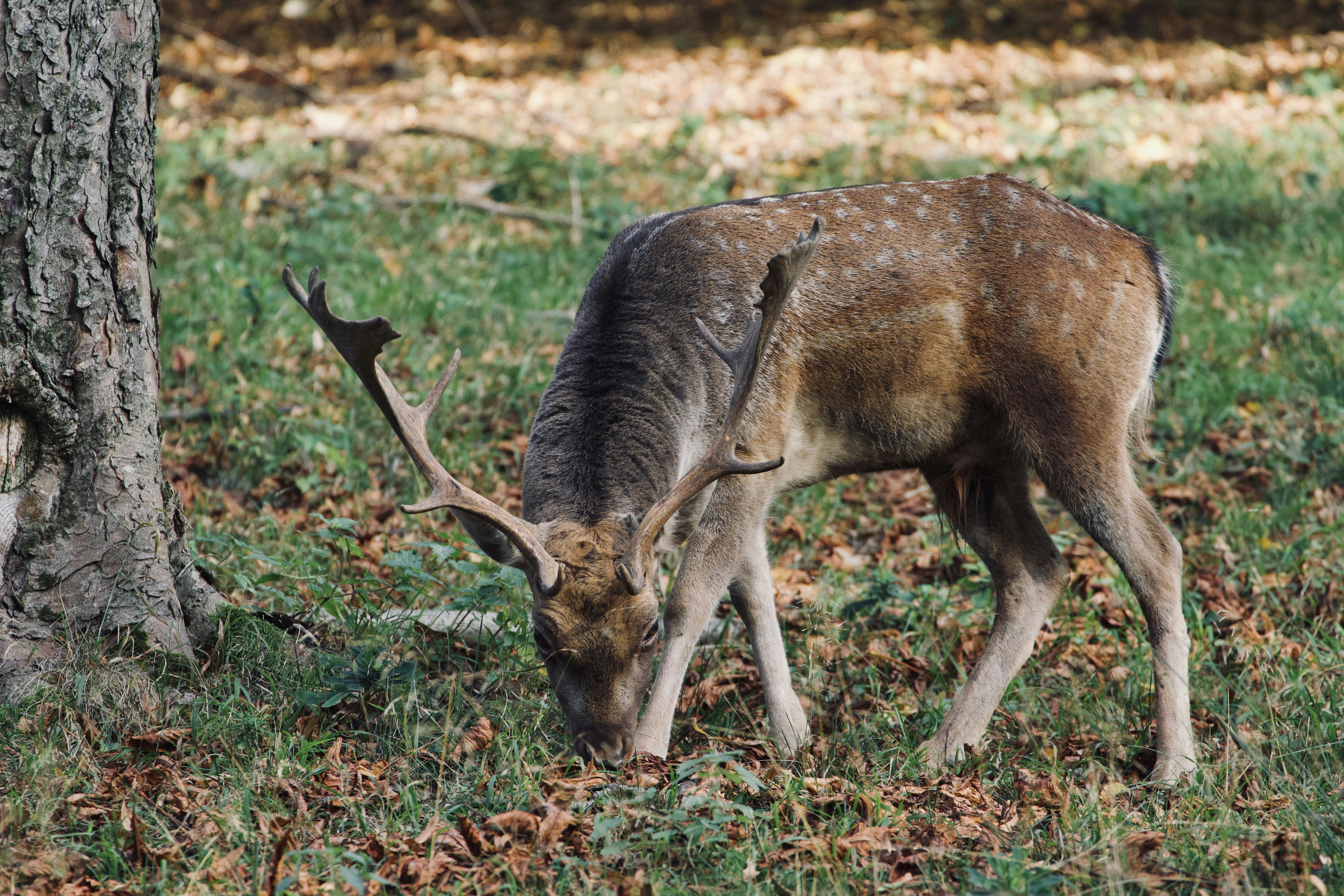 Photo by jakub_neskora