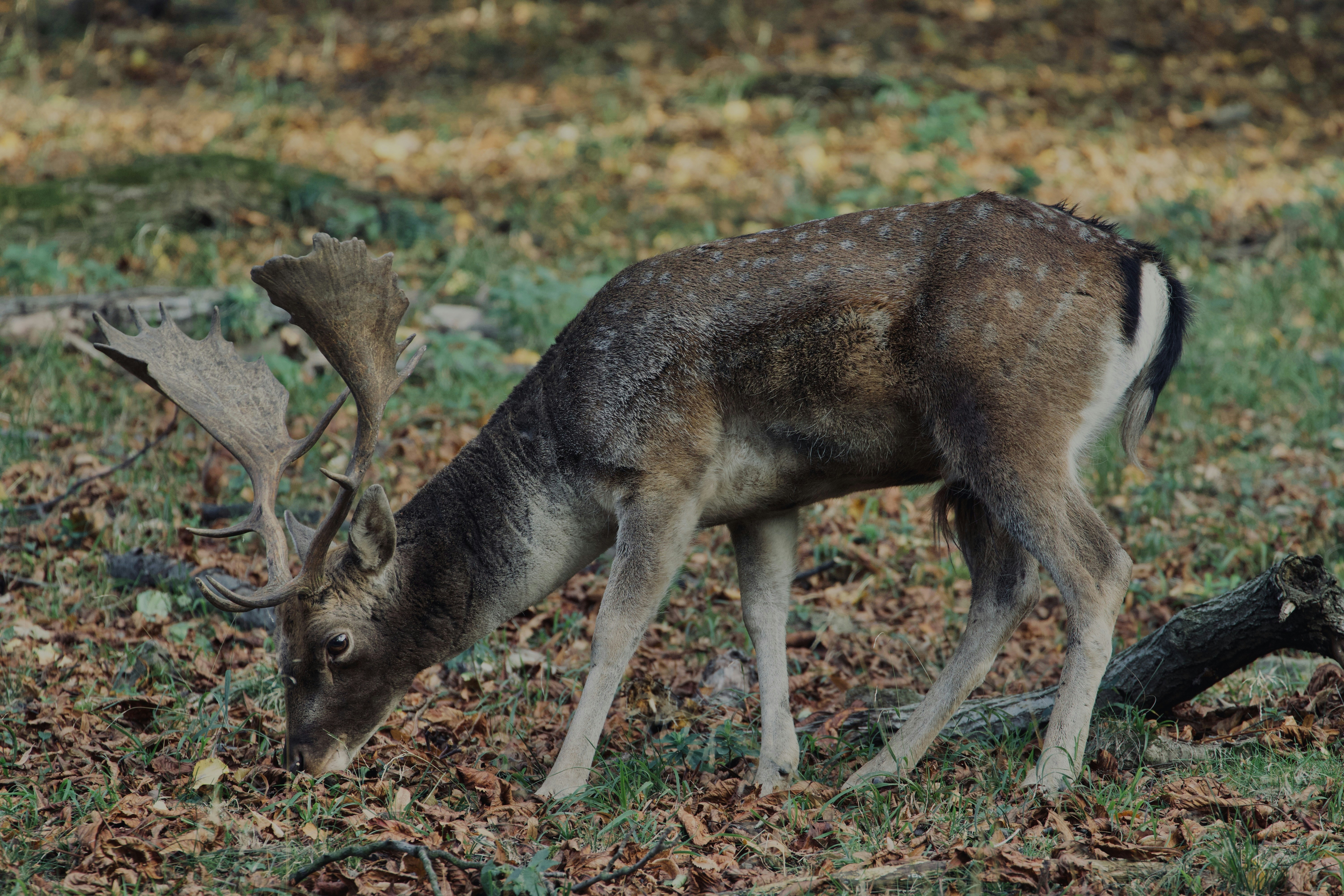 Photo by jakub_neskora