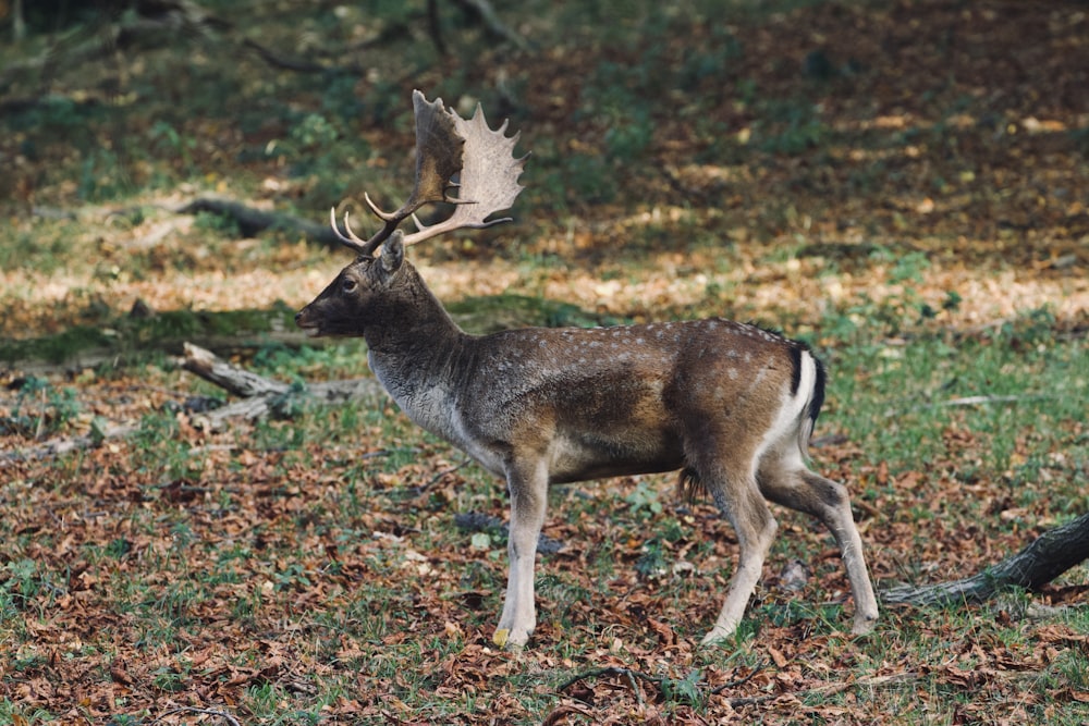 a deer standing on top of a grass covered field