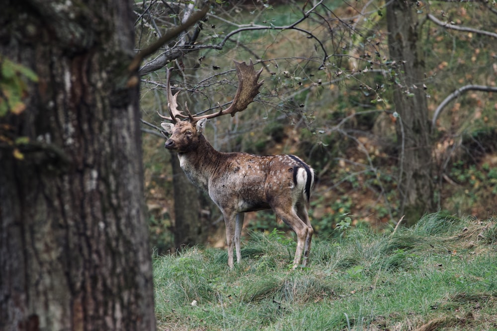 a deer standing in the middle of a forest