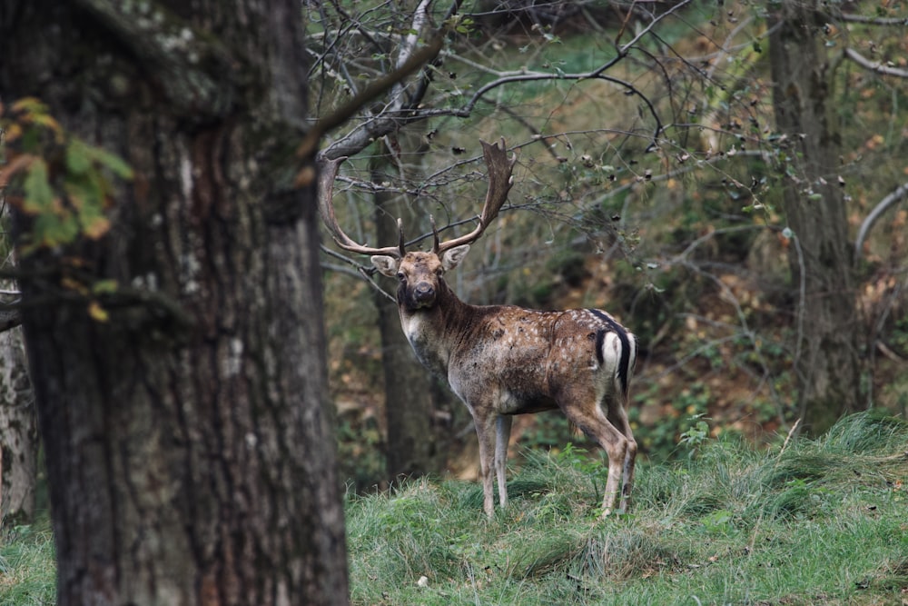 a deer standing in the grass near some trees