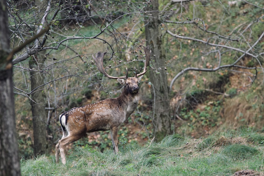 a deer standing in the middle of a forest