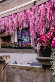 Bright pink flowers cascade down from an awning, creating a vibrant display in front of a café window. The window features a neon sign with the word 'Coffee' and an image of a cup. Below, potted plants with pink flowers line the window ledge.