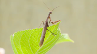 Close-up of a vibrant praying mantis perched on a leaf with soft natural lighting.