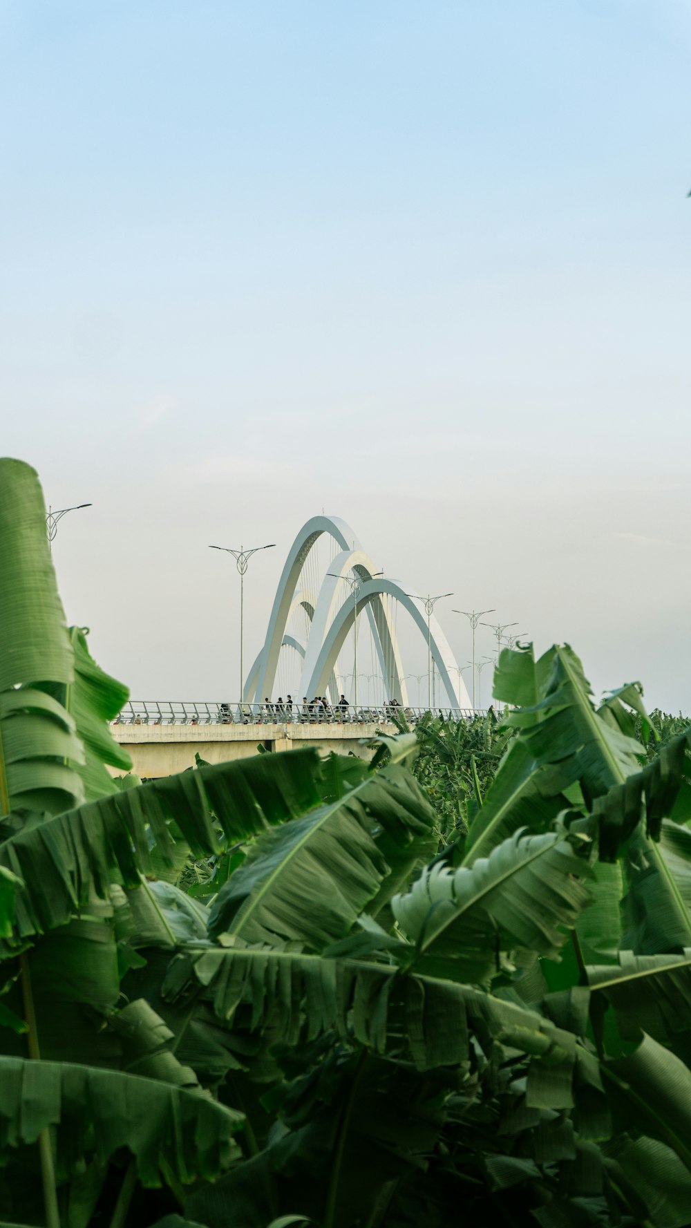 a bridge over a river with lots of green plants