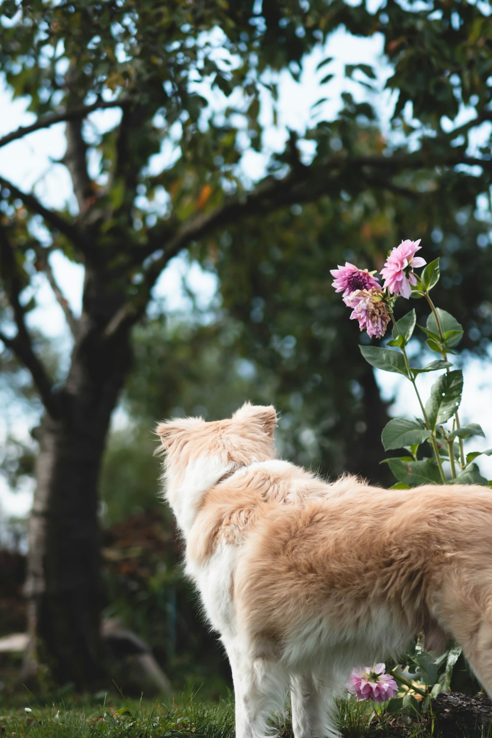 a couple of dogs standing on top of a lush green field