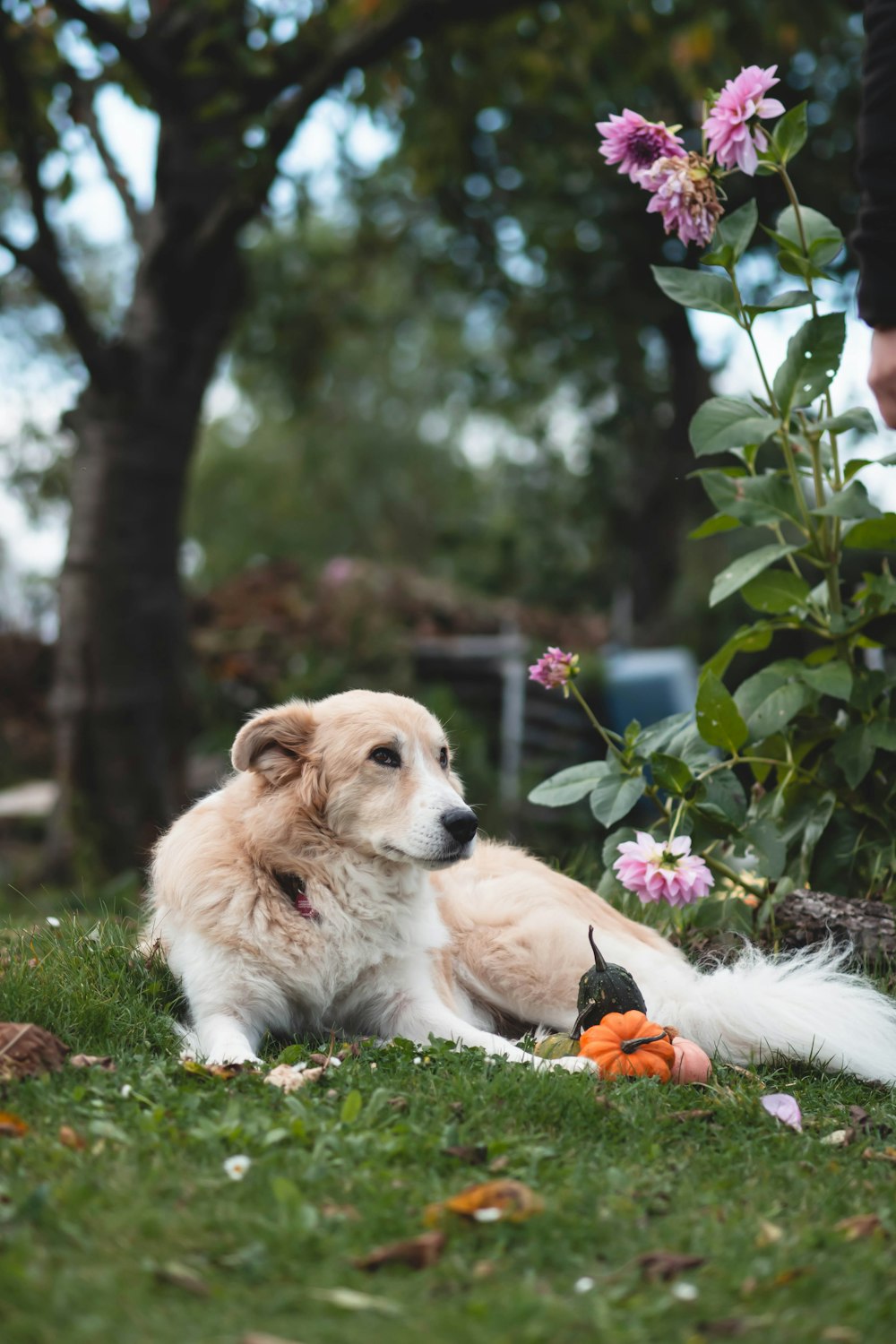 a brown and white dog laying on top of a lush green field