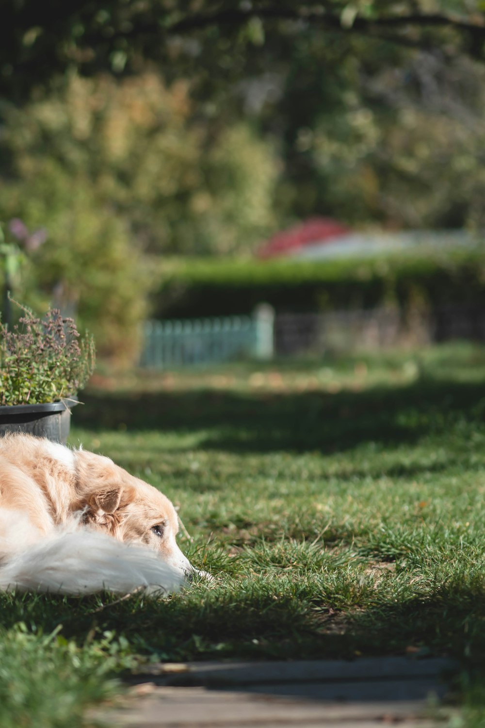 a dog laying in the grass next to a potted plant