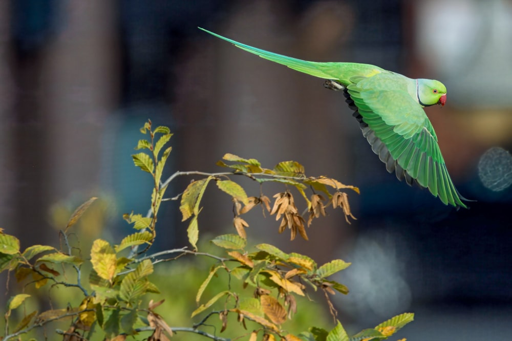 a green parrot flying over a tree branch