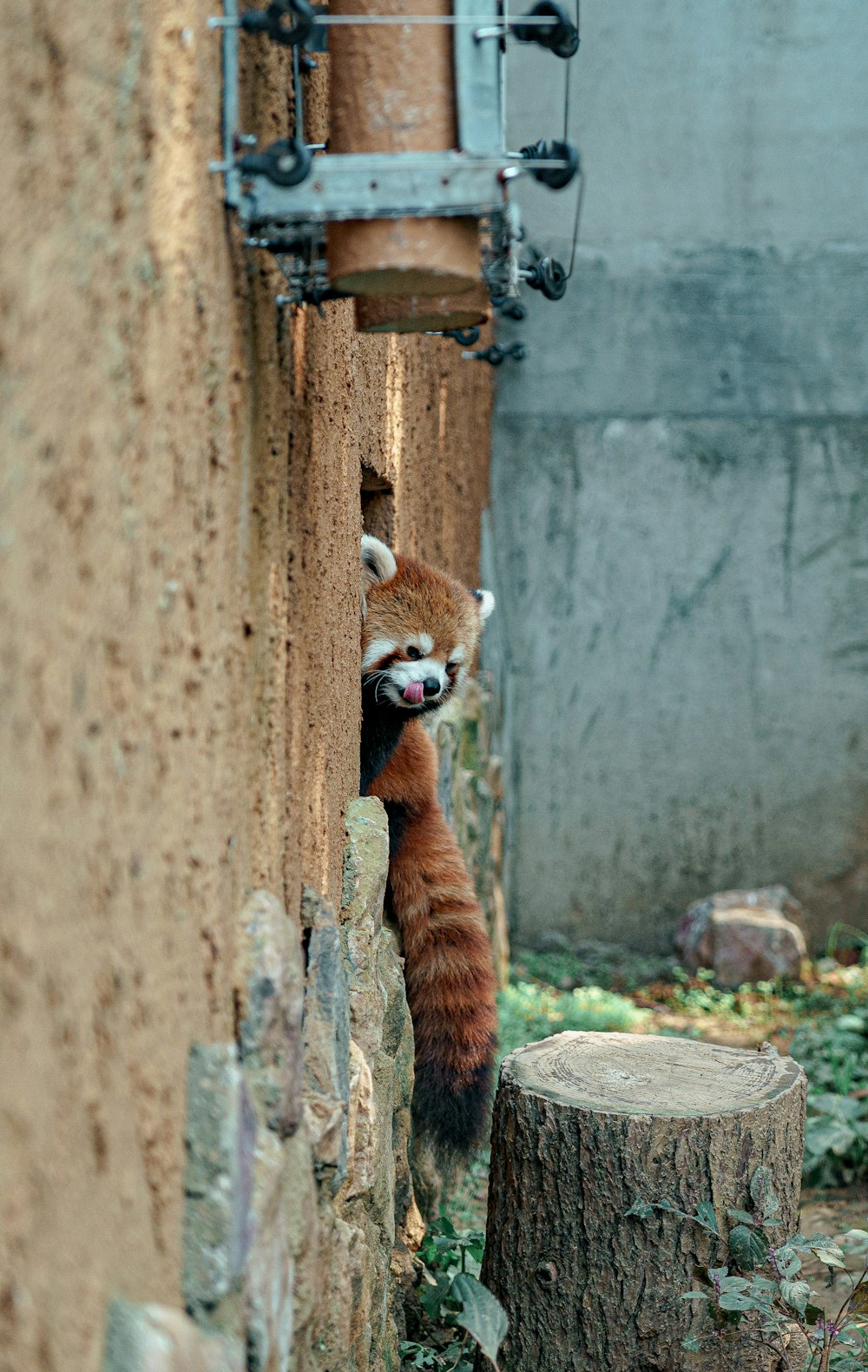 a red panda climbing up the side of a building